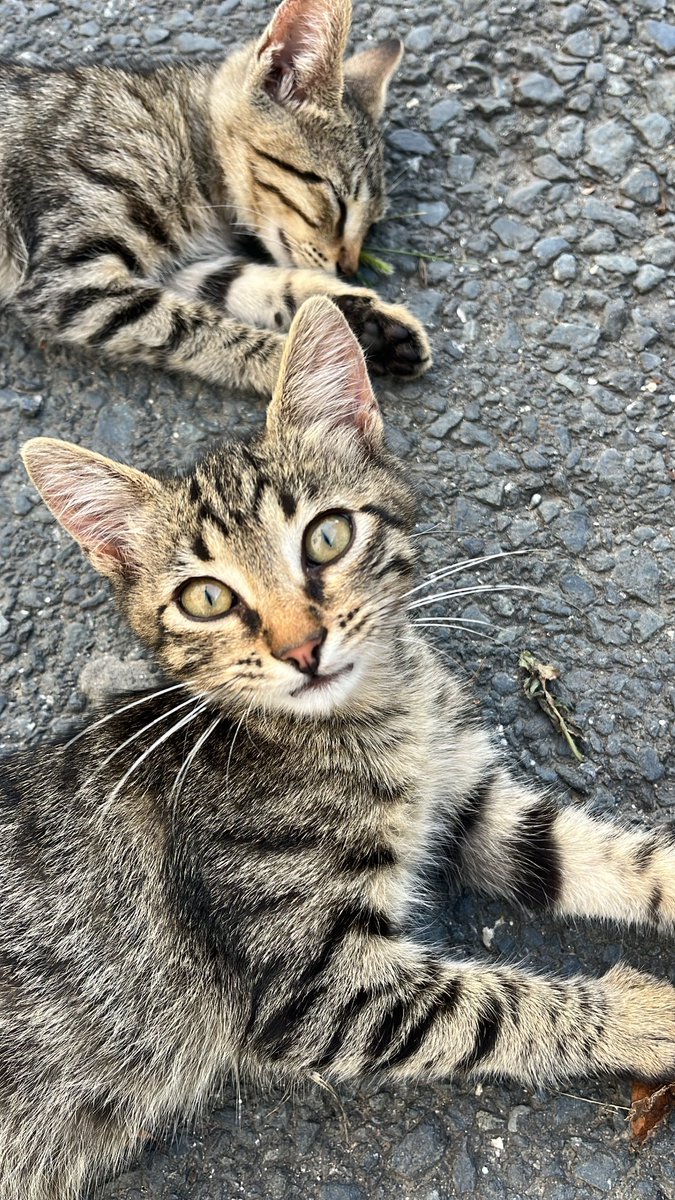 Biz seni eve götürelim sen artık bizim kızımız ol