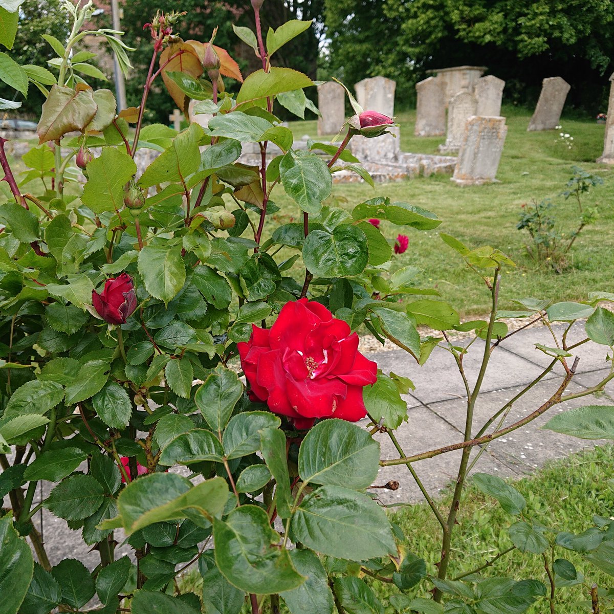EventsWhitwell's tweet photo. @MTravelsPR so love the roses in our churchyard, they have been bloomin' nicely all summer https://t.co/HP8hgnQQ4X
