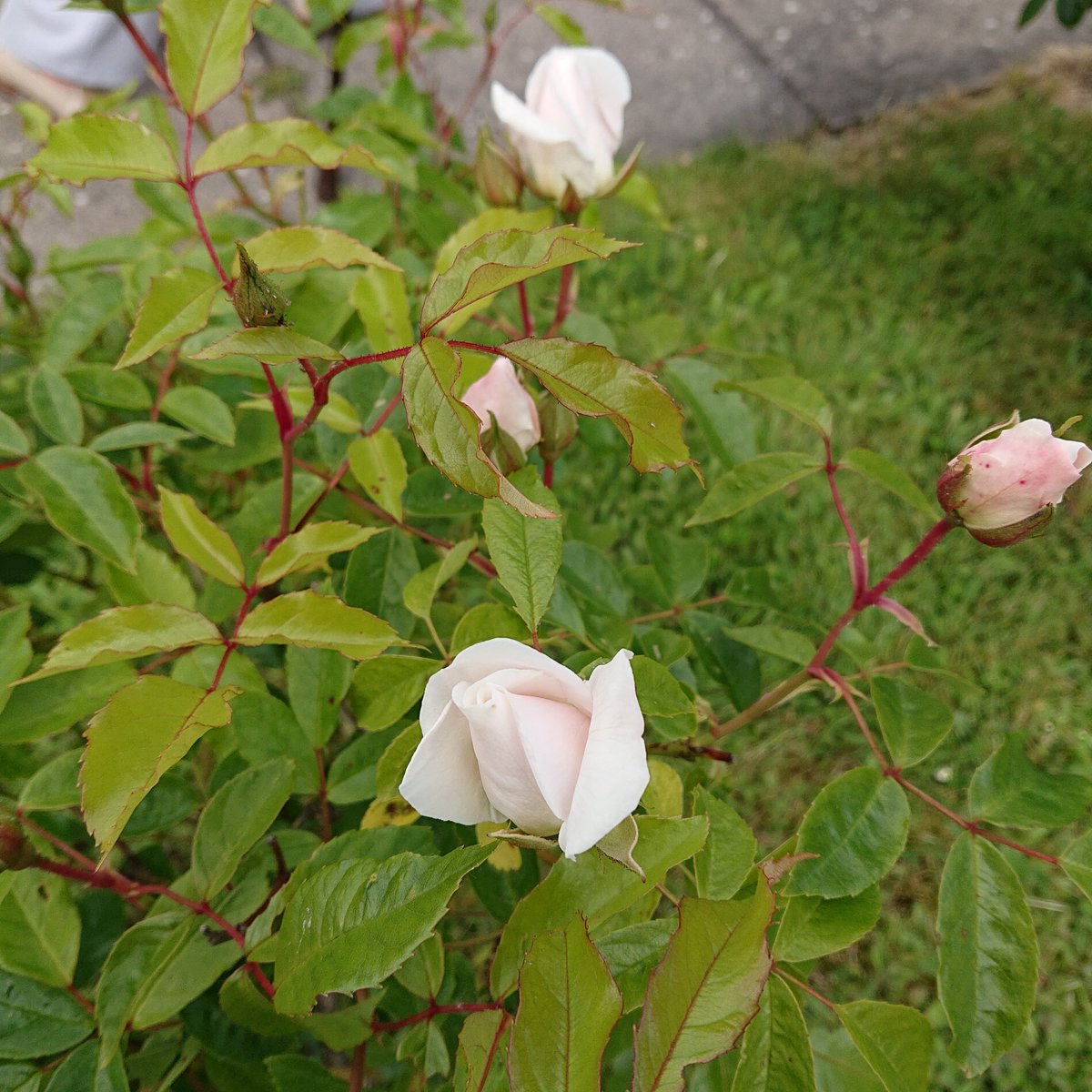 EventsWhitwell's tweet photo. @MTravelsPR so love the roses in our churchyard, they have been bloomin' nicely all summer https://t.co/HP8hgnQQ4X