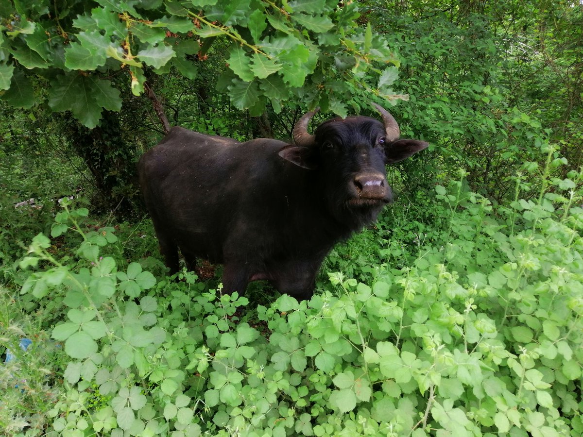 karstansiparis's tweet photo. 🔸Manda loru tam yağlı hem de ekşi lorlara göre çok lezzetli.🐃🧀🌿

🔸Her zaman olmuyor, Siparişlerinize eklemeyi unutmayın... https://t.co/TbhNjoXQ1c