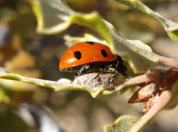 Asociación Española de Entomología tweet media