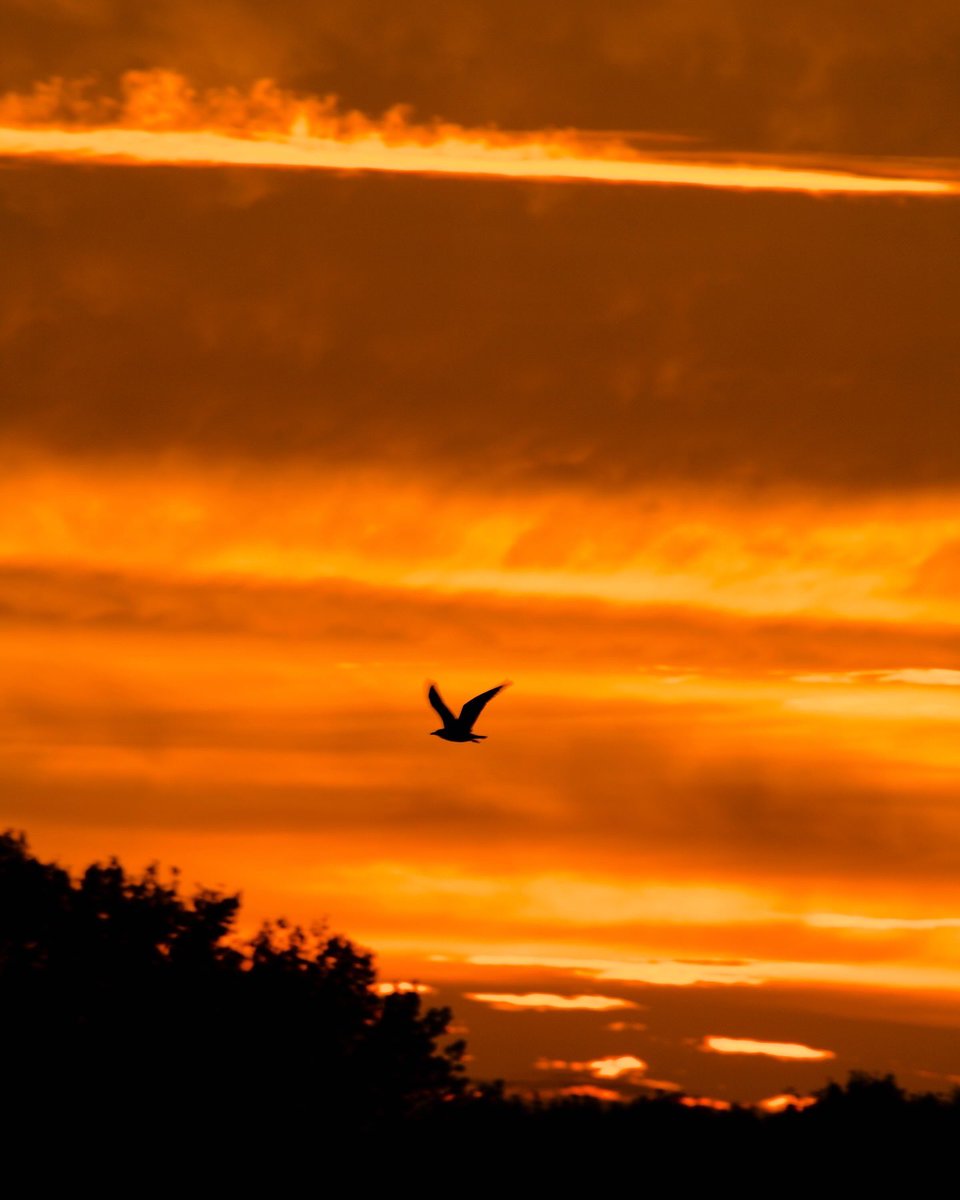 Tonight’s sunset over Snape Maltings in Suffolk - the gulls returning to the river were a sight to see ! 

<a href="/Natures_Voice/">RSPB</a> #landscape #wildlife #suffolk #photographer