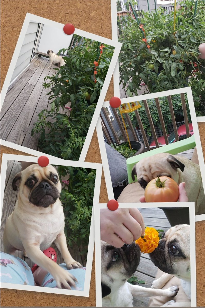 SarahPug12's tweet image. Happy Labor Day, friends! 🇺🇲🇺🇸 #Stella #Orange #ThrowbackPic 🤗