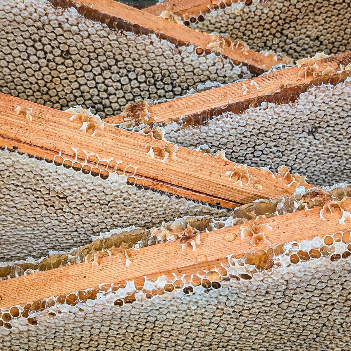 The Apiarist tweet media