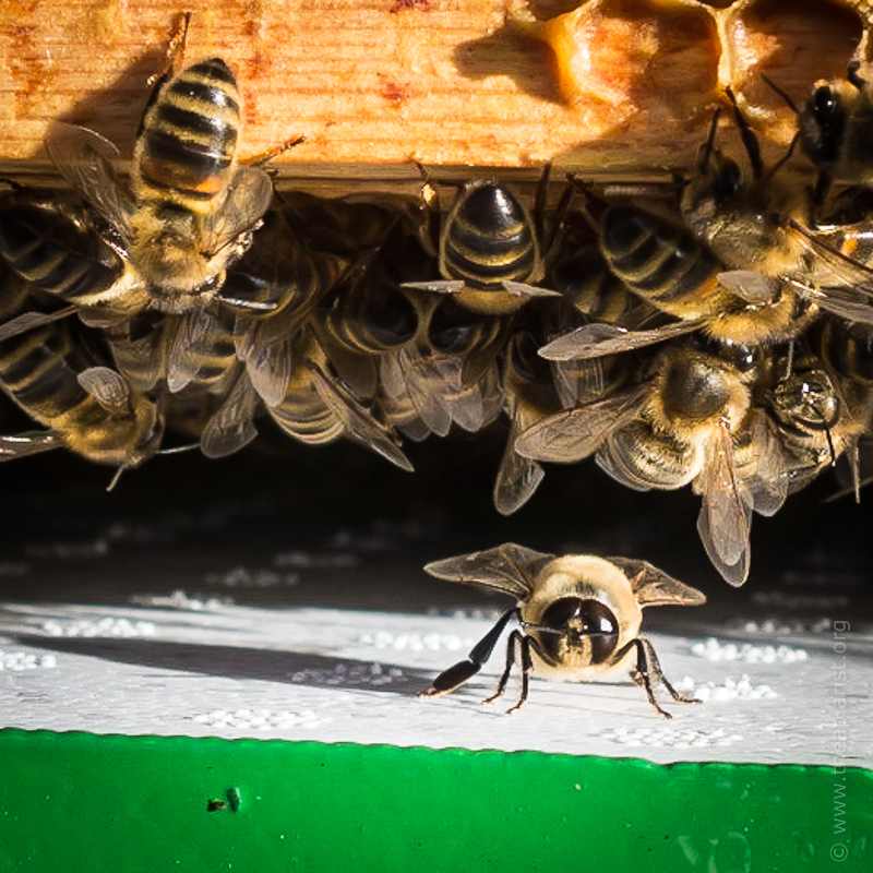 The Apiarist tweet media