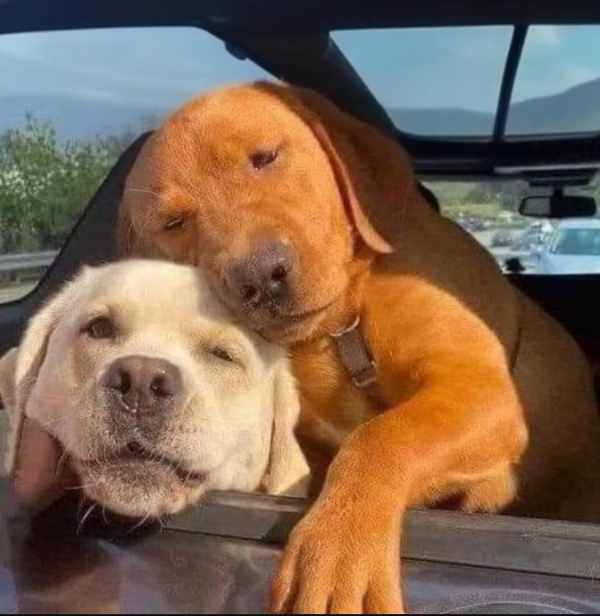 Dog Lovers tweet media