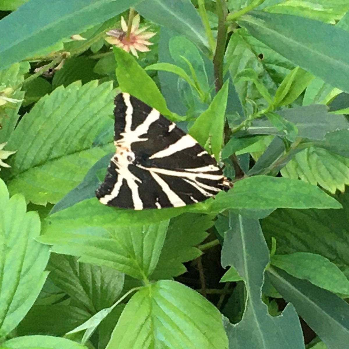 We're back, I (Hilary) managed to get us kicked off by mistyping my age as several decades younger than reality!  It took a long time to verify that I am not 14 :-)

Anyone seen any Jersey Tigers?  Dinas Powys is a bit of a hotspot for these beautiful, often day-flying moths...