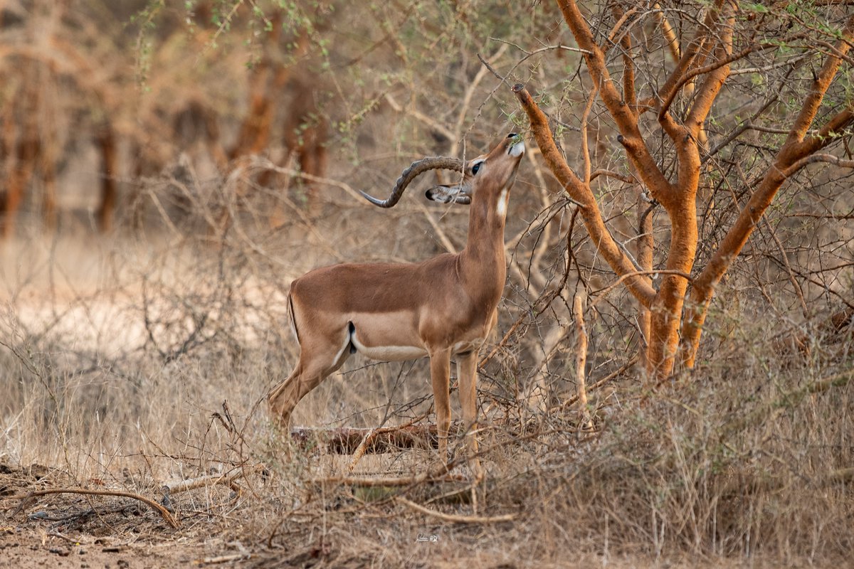 The Student Photographer 🇨🇲 tweet media
