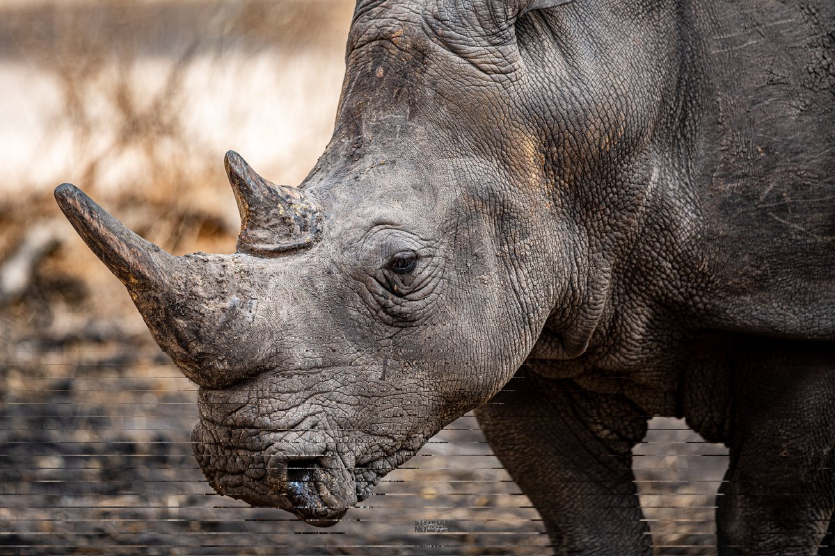 Les Camerounais sont tout aussi de bons photographes. 😌🤌