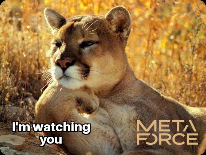 feigeyoyoyo's tweet image. #MetaForce #NeoDao #Bitforce 太牛了！yyds！we are with you force！