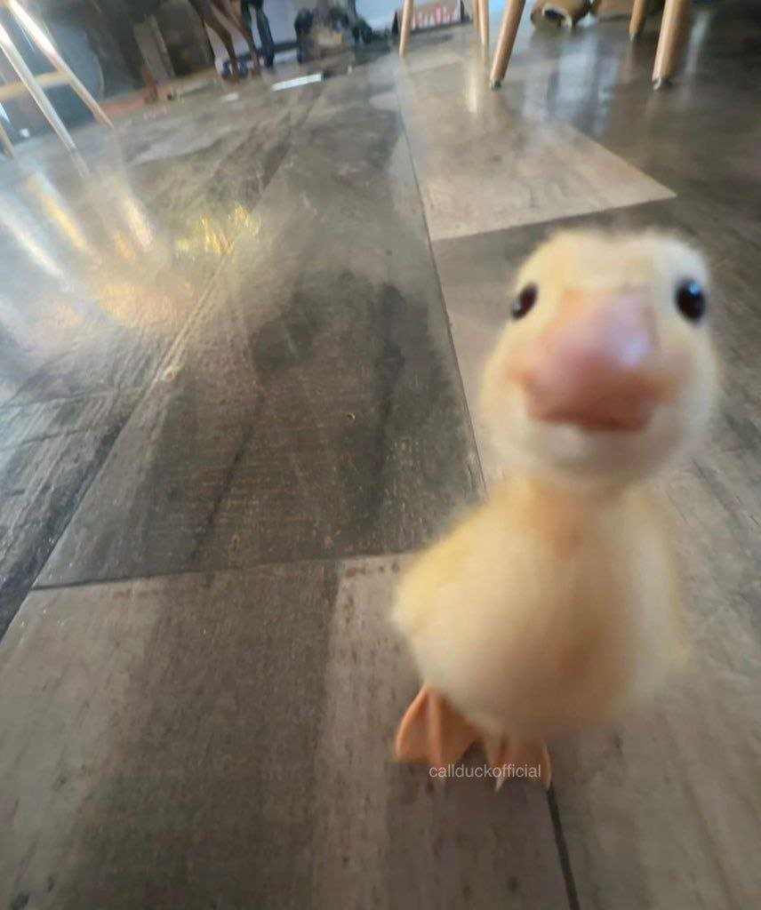 *کیکاوس هروقت که یه دسته‌گلی به آب می‌ده*: رستممممم؟