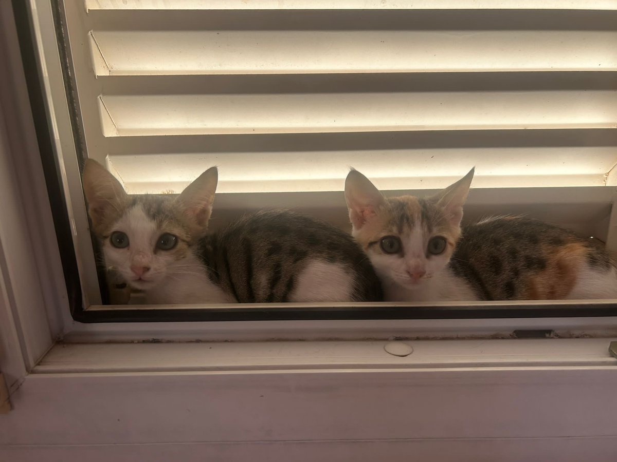 Hiç şansları olmadığını biliyorum ama yine bir umut yine paylaşıyorum😔
Şu an pansiyondalar ama sonra hiç bilmedikleri sokağa dönecekler
Lütfen en azından RT desteği verin görüp geçmeyin🙏