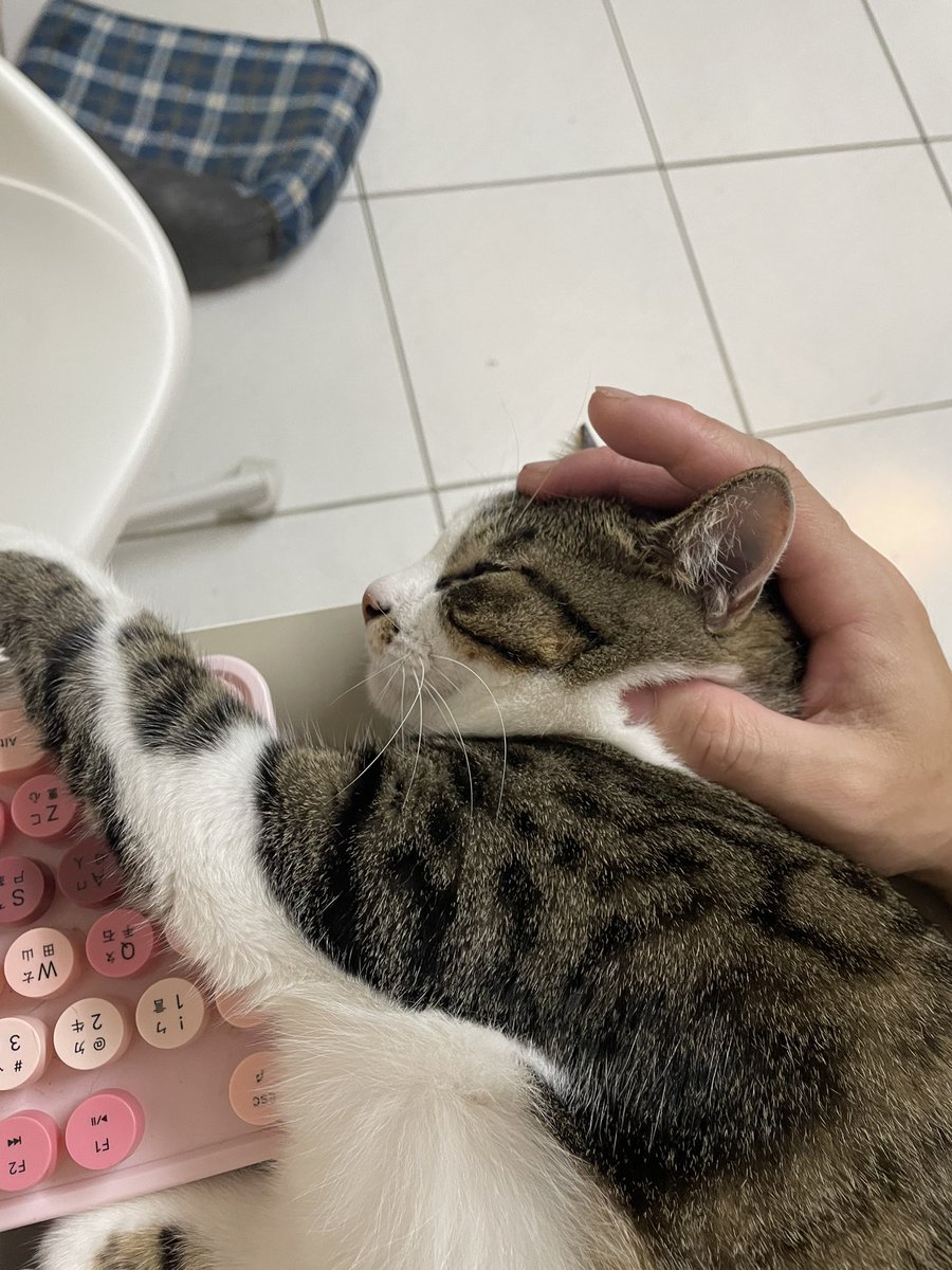 二姐是隻貓 tweet media