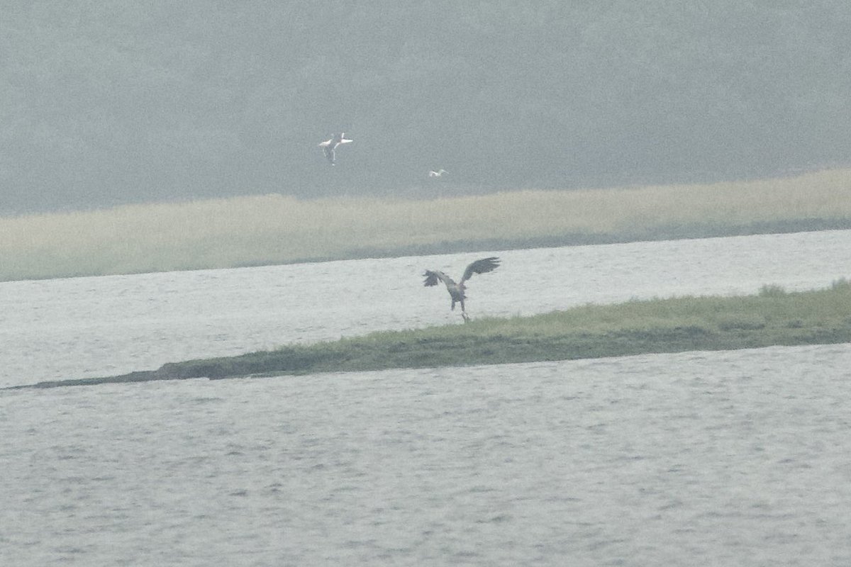 Nickyberllan's tweet photo. ⁦@harbourbirds⁩ the one-footed white tailed eagle landing with fish, presumably acquired from ambushed osprey, on Harbour trip Sunday pm https://t.co/9Qqv4NosNk