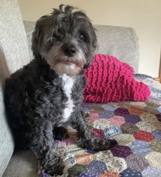 millypod1's tweet photo. MAISIE HOME SAFE. THANKS FOR RT's 😊🐕🐾
🆘31 AUG 2024 #Lost MAISIE #ScanMe
ELDERLY Soft Grey, White Muzzle Cross Breed Female Church Farm Caravan Site #Aldeburgh #Suffolk #IP15 https://t.co/29AfH5GJ2b https://t.co/ntPeilhzZb