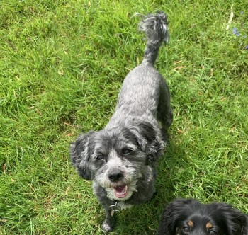 millypod1's tweet photo. MAISIE HOME SAFE. THANKS FOR RT's 😊🐕🐾
🆘31 AUG 2024 #Lost MAISIE #ScanMe
ELDERLY Soft Grey, White Muzzle Cross Breed Female Church Farm Caravan Site #Aldeburgh #Suffolk #IP15 https://t.co/29AfH5GJ2b https://t.co/ntPeilhzZb
