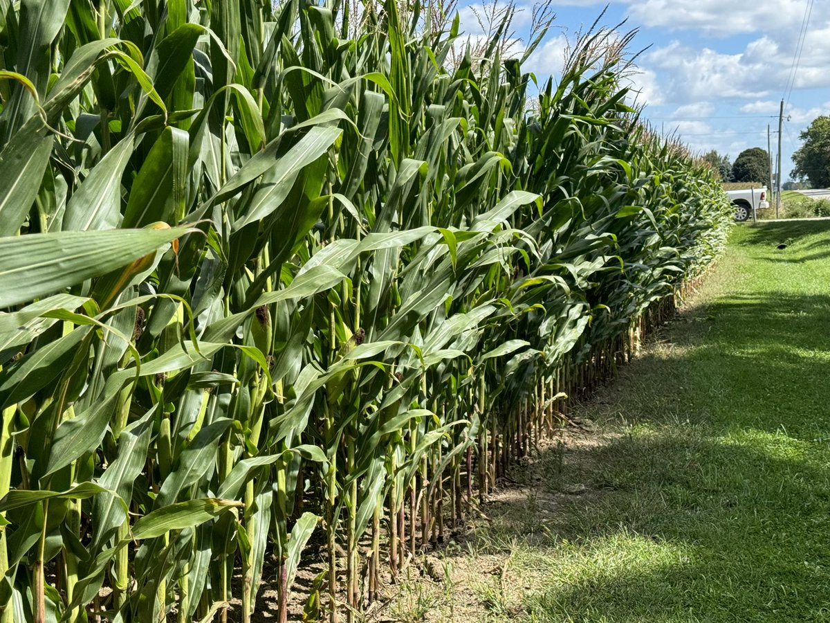 Corn two weeks away from silage cutting 
Walkerton #ontag