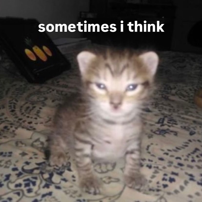 smol silly cat tweet media