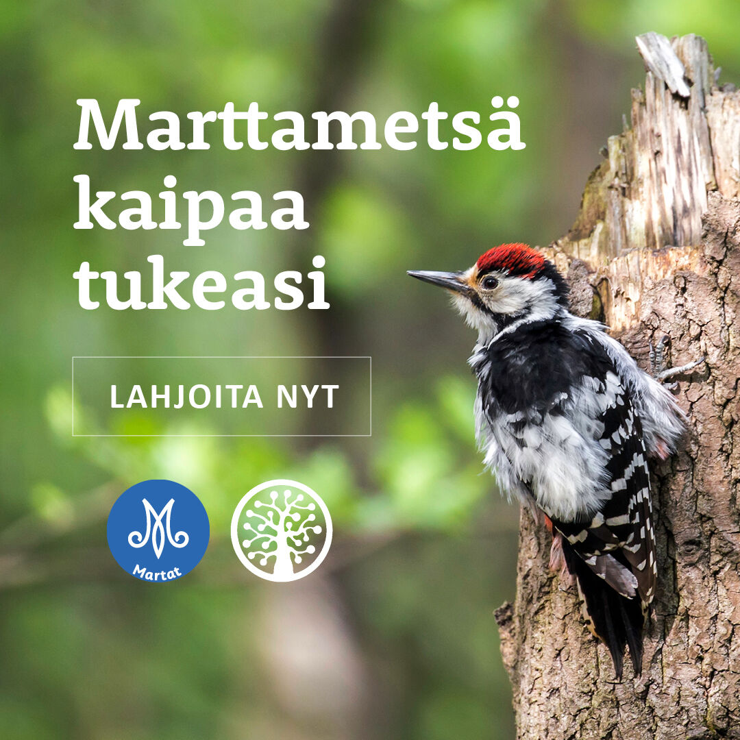🌲 Suojellaan yhdessä suomalaista metsää! 🌲

Martat ja Luonnonperintösäätiö keräävät varoja Marttametsäksi nimettävän metsäalueen suojeluun. Mutta tarvitsemme vielä sinun apuasi! Jokainen lahjoitus keräykseen on osaltaan pysäyttämässä luontokatoa ja säilyttämässä luonnon