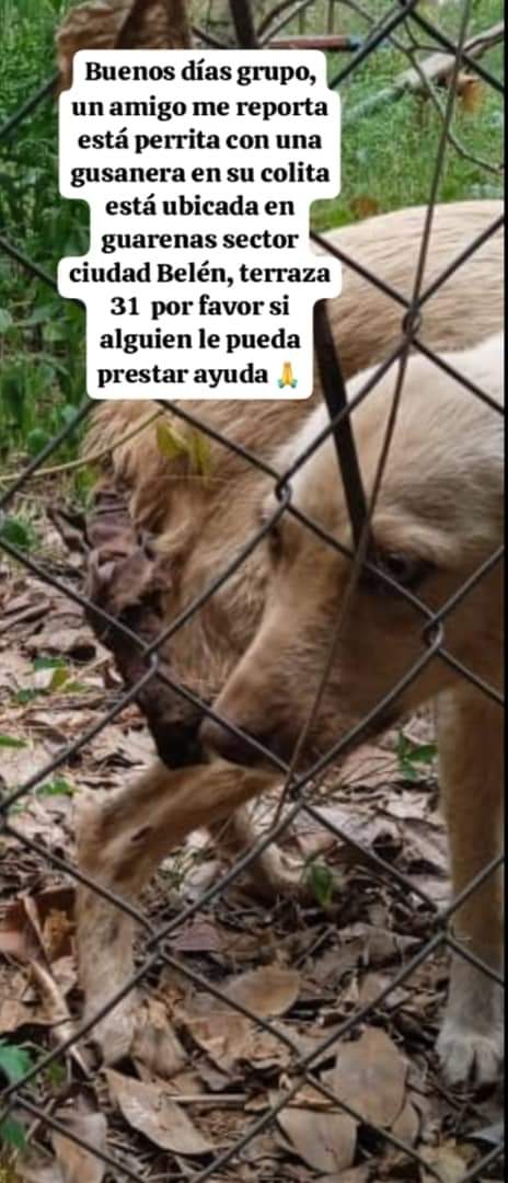 PerroUsuario Wof '•' tweet media