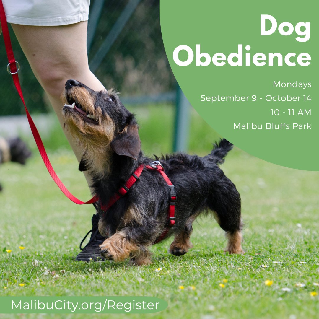MalibuCSD's tweet image. 🐕FURRY FRIEND IN TRAINING - Learn new ways to train your furry friends beginning Monday, September 9 at 10 AM at Malibu Bluffs Park. Register online at MalibuCity.org/Register. #Malibu #AdultPrograms #DogTraining