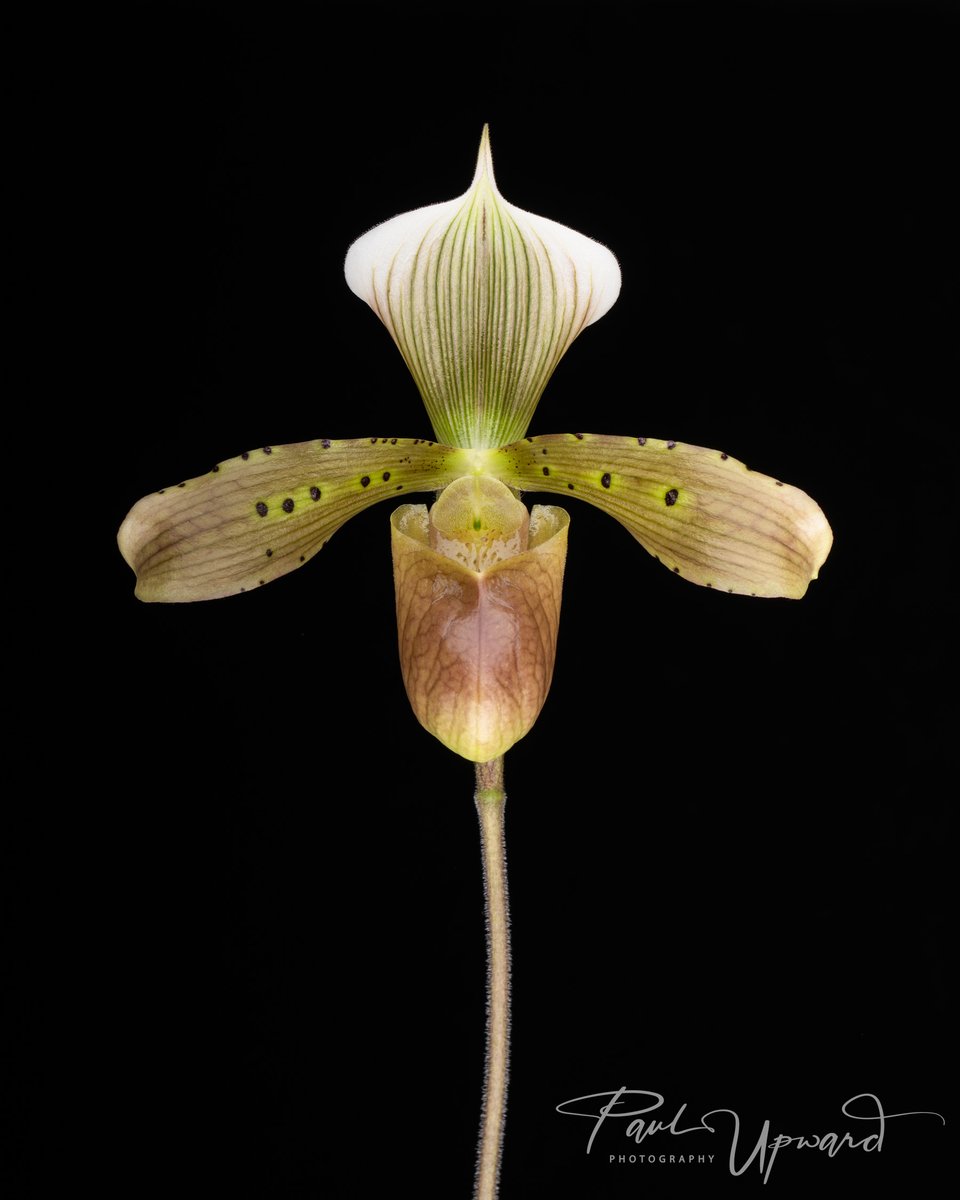 paulupward1's tweet photo. Taking a little time this afternoon making these little chaps look as handsome as possible!
Paph hermanii
Phrag Lovely Lynne
Paph tonsum
Paph tigrinum x spicerianum
@orchidcommittee @The_RHS @BritPaphSociety @BritishOrchidCo @EYOrchid @TheMathersFoun1 @AmericanOrchid @kewgardens https://t.co/R7hIQV1GUm