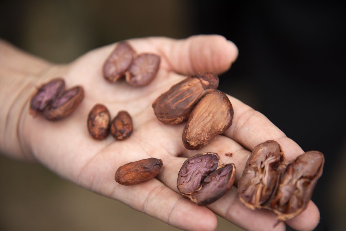 En Arauca, el cacao impulsa el desarrollo y la integración en la frontera!🚀🚀 Este fruto, que ha sido siempre esperanza económica para los productores locales, es punto de encuentro para fortalecer estrategias de valor y así brindar sus mejores cosechas a la región.