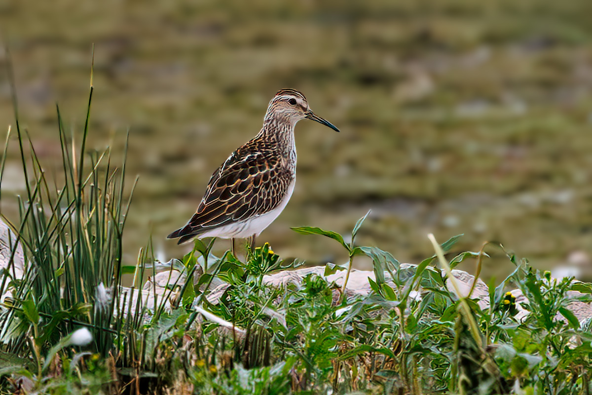 Derek Lees (@derek_lees) on Twitter photo Pectoral Sandpiper (Calidris melanotos)
Taken from the Chappell Hide at Belvide Reservoir, Staffordshire, UK.
02/09/2024
#PectoralSandpiper
<a href="/BelvideBirding/">BELVIDE BIRDING𓅪</a> <a href="/WestMidBirdClub/">West Midland Bird Club</a> @WestMidsBirding <a href="/Staffsbirdnews/">Staffs Bird News</a> Pectoral Sandpiper (Calidris melanotos)
Taken from the Chappell Hide at Belvide Reservoir, Staffordshire, UK.
02/09/2024
#PectoralSandpiper
<a href="/BelvideBirding/">BELVIDE BIRDING𓅪</a> <a href="/WestMidBirdClub/">West Midland Bird Club</a> @WestMidsBirding <a href="/Staffsbirdnews/">Staffs Bird News</a>