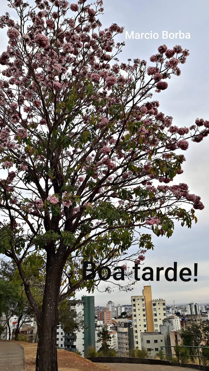 Márcio Borba (@marcioborba3) on Twitter photo 