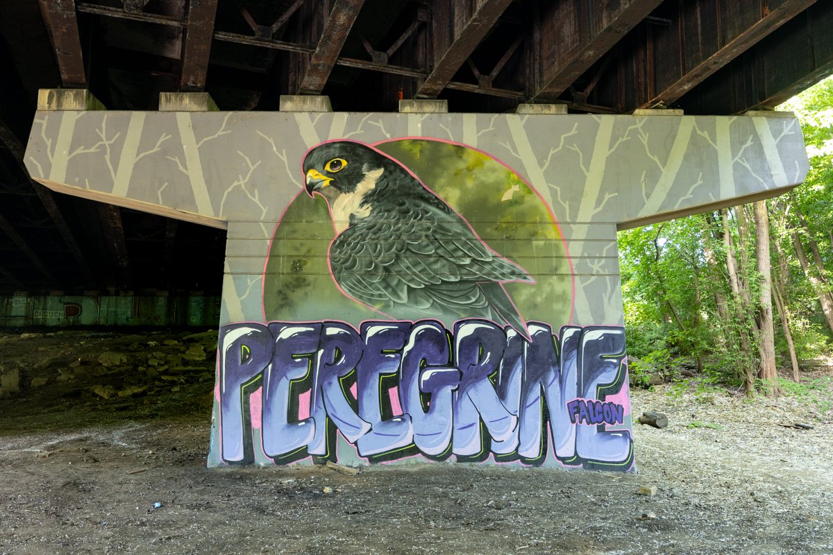 Did you know that there's a series of murals in Tacony Creek Park that honor some of the species of birds that can be found along Tacony Creek! 

And with fall strolling weather soon upon us, there's perhaps been no better time to explore: streetsdept.com/2024/09/02/bir…