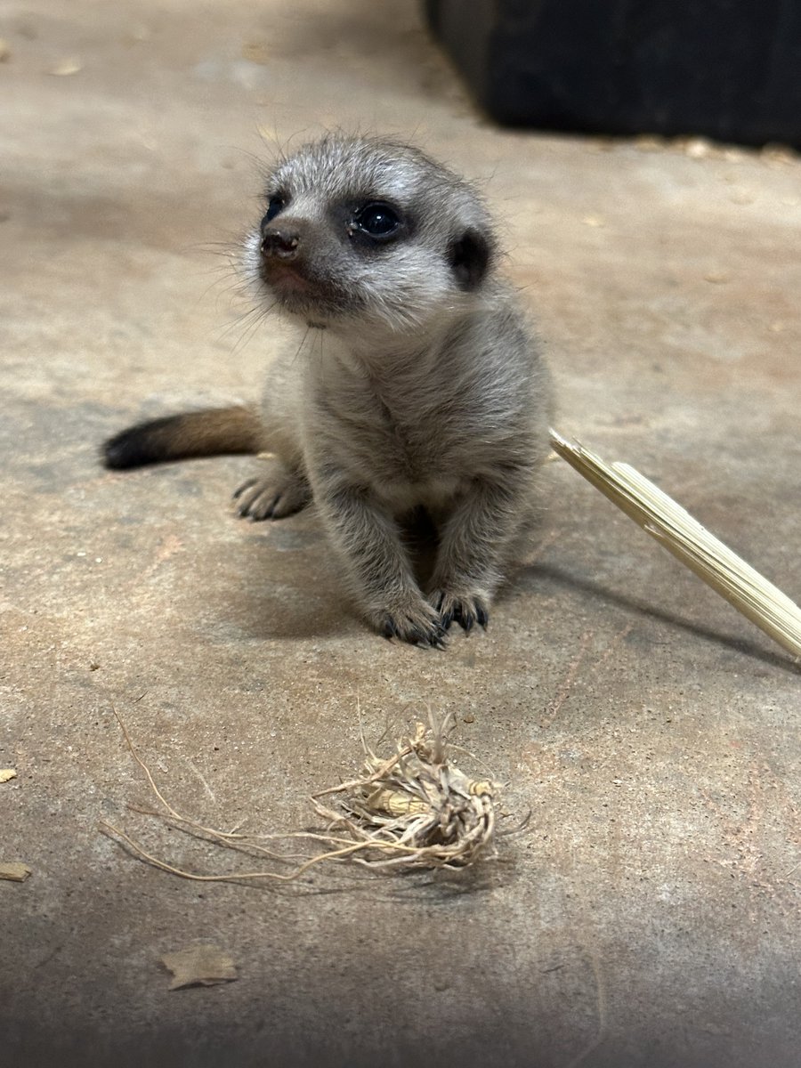okczoo's tweet photo. We have a new member of our animal family - a meerkat pup!
Our first meerkat pup from our new mob of meerkats was born on Aug. 11. Guests may have a chance to see the meerkat pup in their indoor habitat at Expedition Africa!
📷Caretaker Carsyn, Caretaker Mandi &amp; Photo Crew Kevin https://t.co/M1d8Di20vE