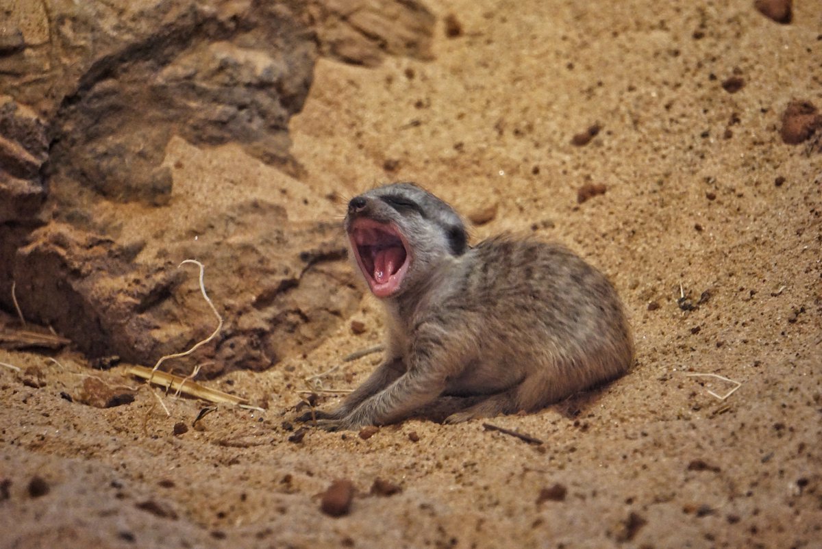 okczoo's tweet photo. We have a new member of our animal family - a meerkat pup!
Our first meerkat pup from our new mob of meerkats was born on Aug. 11. Guests may have a chance to see the meerkat pup in their indoor habitat at Expedition Africa!
📷Caretaker Carsyn, Caretaker Mandi &amp; Photo Crew Kevin https://t.co/M1d8Di20vE