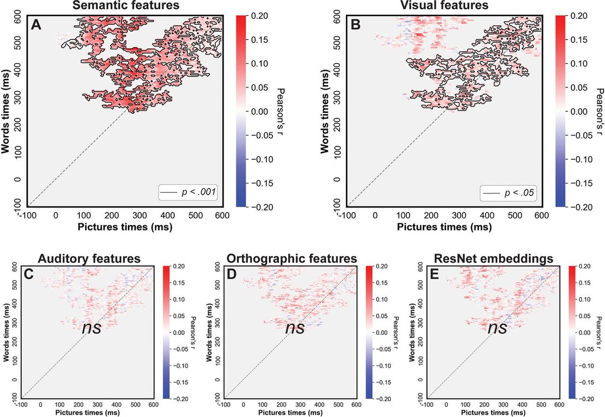 #JNeurosci: <a href="/DiraniJulien/">Julien Dirani</a> and <a href="/liinapy/">Liina Pylkkanen</a> explored how our brains access semantic knowledge from different types of stimuli, such as pictures and words. Results suggest that our brains store concepts in a rich, multi-faceted way, beyond just semantic representations. <a href="/NYUPsych/">NYU Psychology</a>