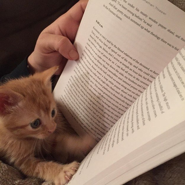nightcourtangel's tweet photo. hii, redoing my intro as i'm looking for more #booktwt friends 🤎🌟

{she/her; 24}

— faves: the night &amp; its moon, ninth house
— genres: fantasy, romance, thriller, dark academia
— bonus: harry styles lover
— 18+ only pls

♡ / ↻ to be moots! https://t.co/3CI4CdvDU3