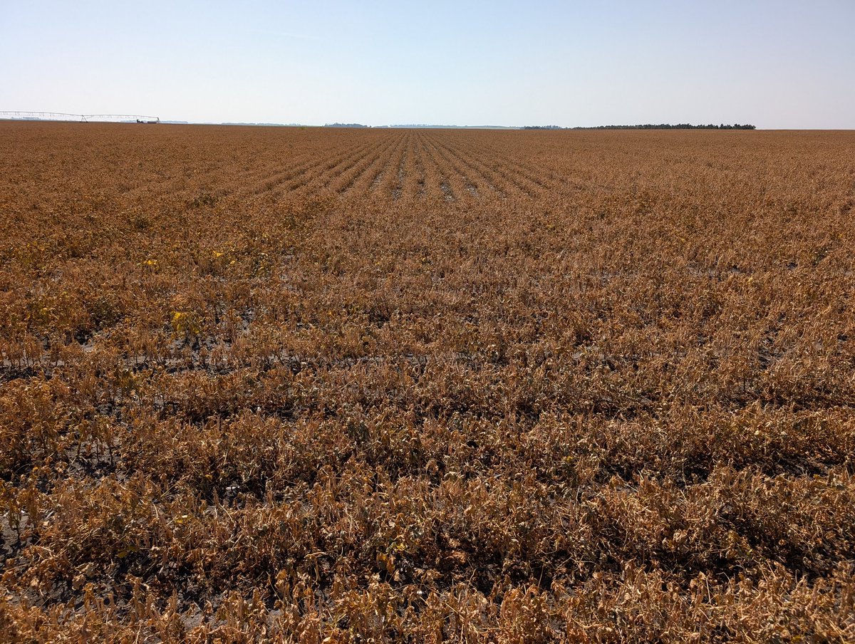 Should be ready to go tomorrow... Nice looking crop!