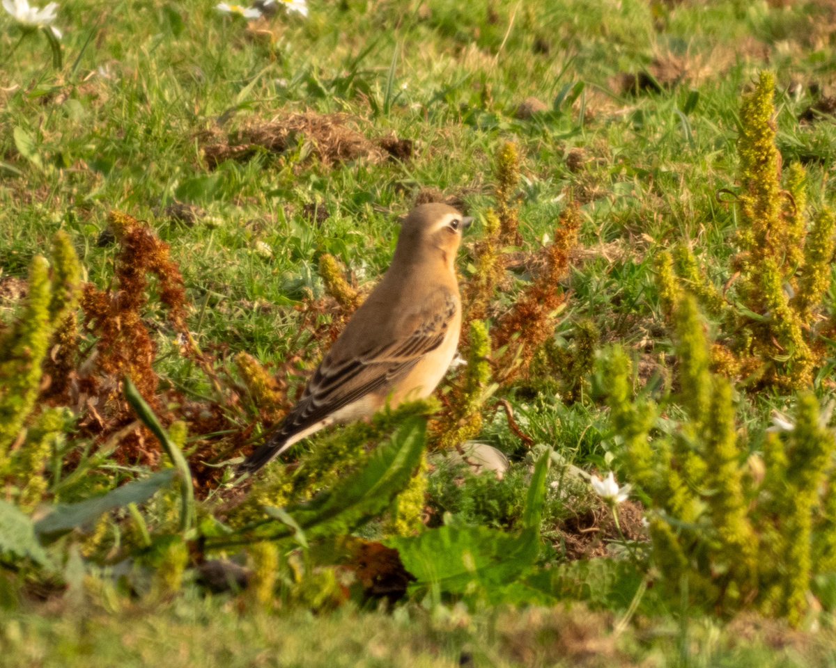 Clifton Pits - 2 Black-tailed Godwits, 2 Wheatear and a handful of Common Sands, Green Sands, L Egrets and Yellow Wags. @WorcsBirding #Worcsbirds