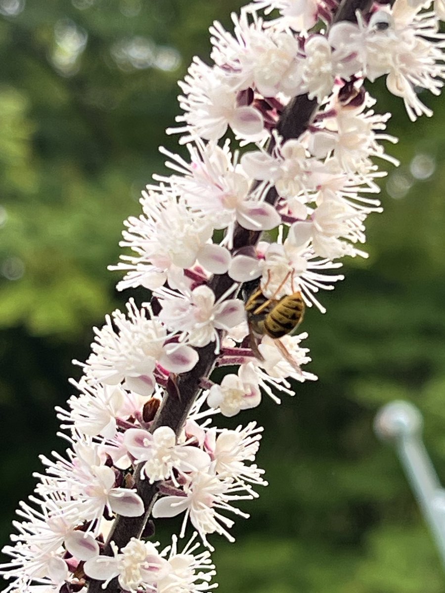 elenicclarke's tweet photo. Cimicifuga simplex Atropurpurea,
(Actaea), in it’s full glory. I wish could share its scent too!
#actaea #cimicifuga #whiteflowers #septemberflower https://t.co/p6gXwyYlIB