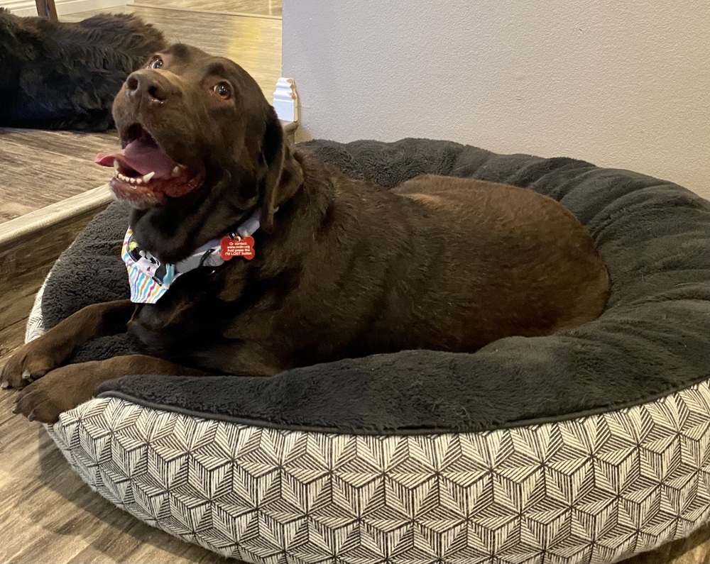 Meet Bonnie! Bonnie is a six-year-old chocolate English Labrador Retriever who is the sweetest companion. She loves spending time with her people and has a beautiful, glossy coat and warm, amber-colored eyes with a lighter chocolate ring around them.