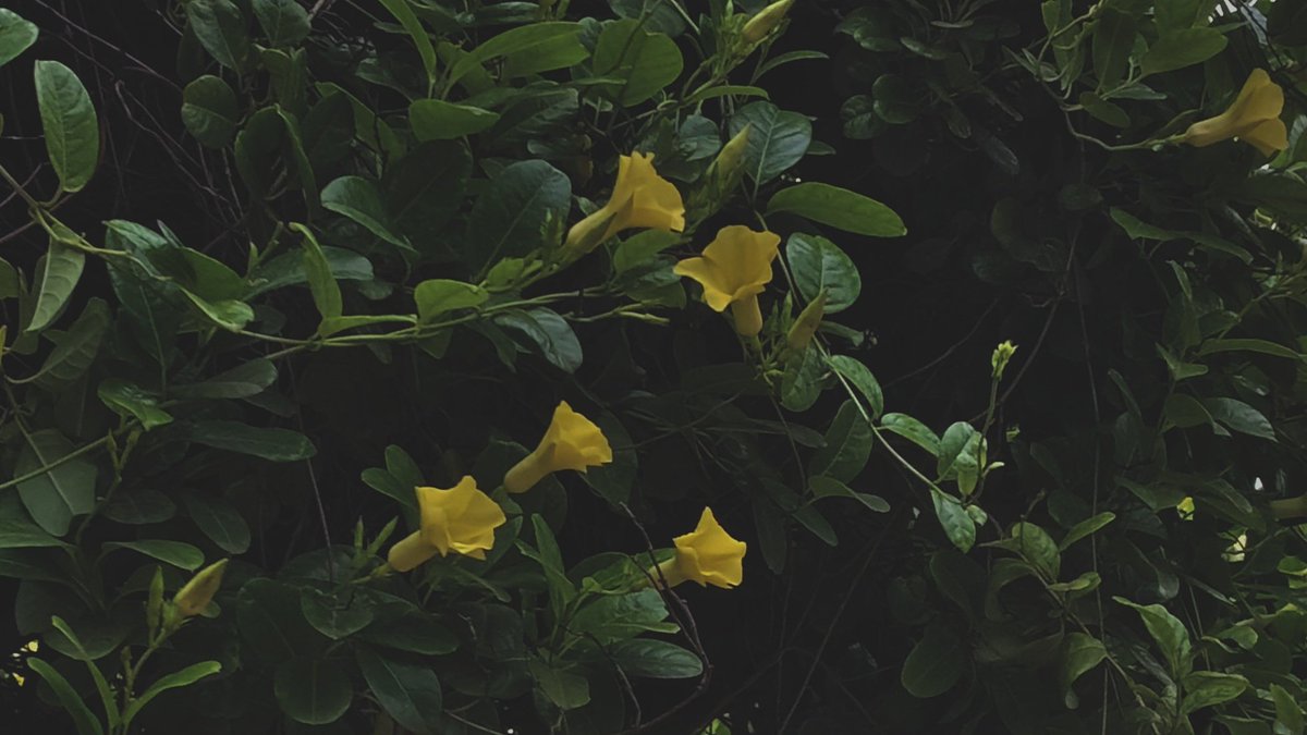 SayaliB5's tweet photo. Never enough flowers. https://t.co/mnx50Gz4X5