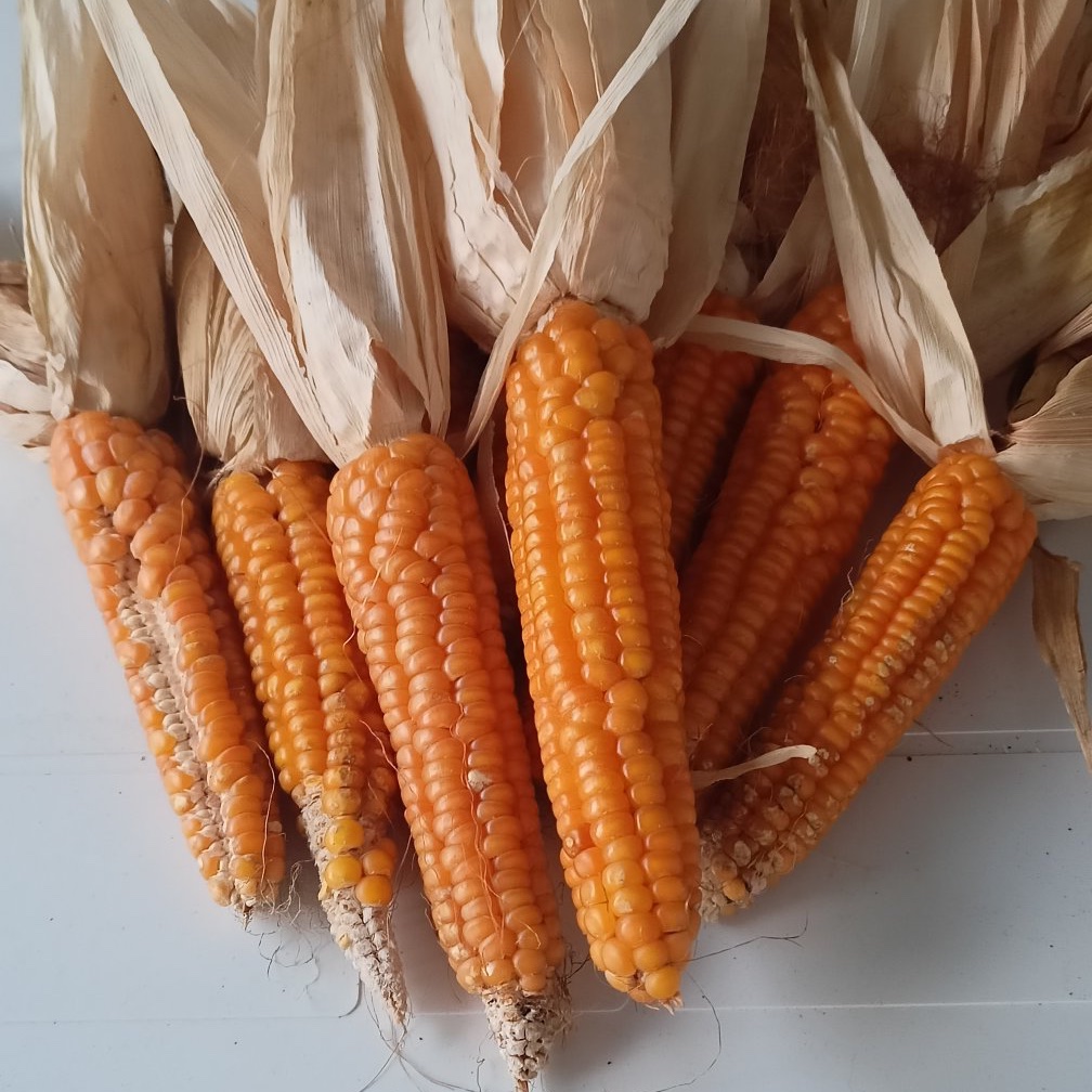 gidaajansi's tweet photo. Tamamen gönüllü bir ata tohumu hareketi başlatan ve binlerce kişiye ücretsiz ata tohumu dağıtan Fatih Çolak önderliğinde hasat edilen mısırlar.
Hepsi birer sanat eseri,
Hepsi birer asalet timsali.
Tohumlarımıza sahip çıkmalıyız.
Teşekkürler❣️ @fatihcolak19831
#NeYediğiniziBilin https://t.co/rJzQ5Pv8ID