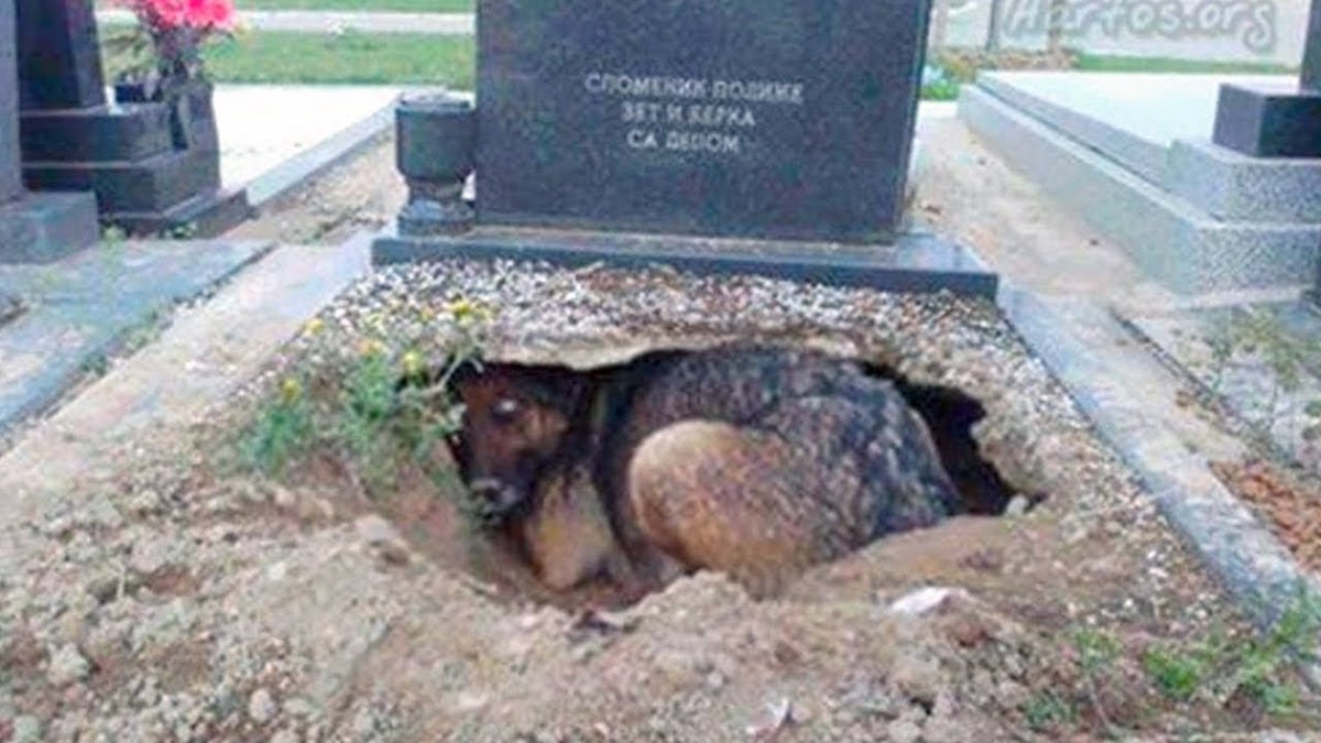 DerechoAnimalLM's tweet photo. Seguime y Te Sigo 10 razas de perros más fieles y leales que nunca te abandonarán https://t.co/SweP8nQDW9 https://t.co/t1x2tSzM4H