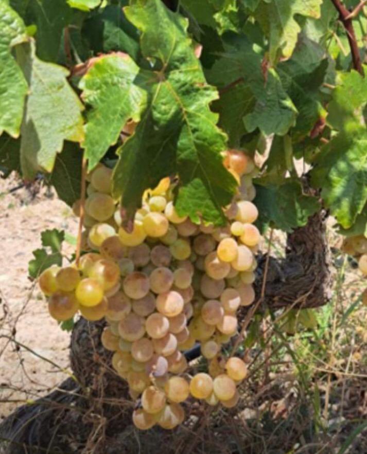 ClosGalena's tweet photo. 🍷A @ClosGalena som conscients del valor de la natura que envolta la nostra finca. 

🍇 Actualment ens trobem en una de les èpoques més importants: la de la verema. https://t.co/a9a5FnJSx9