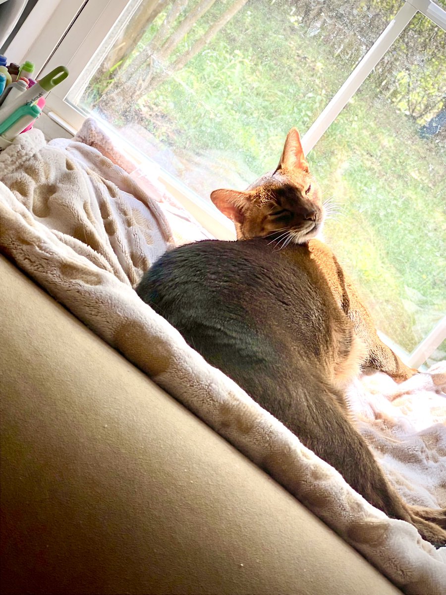 ClaireCre8tes's tweet photo. May you be as happy as a #cat lying in the sun 🫶
Hope everyone is having a fabulous day!
#EmmaCat https://t.co/vkG7N5jSOM