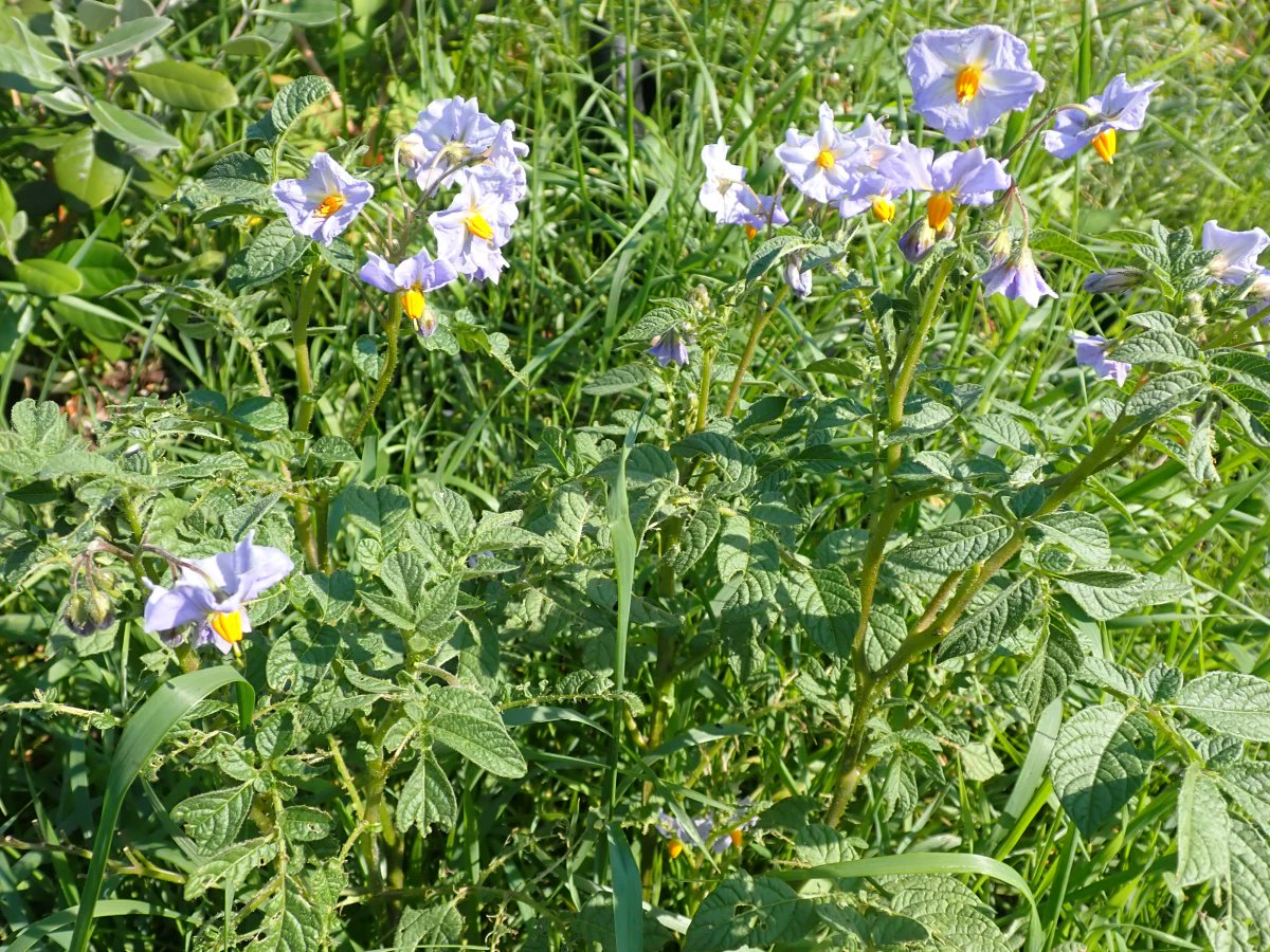 KalkinTrivedi's tweet image. 🧵Potato blossoms. A lot of commercial potatoes are now semi-sterile but all of my potatoes are at least partially fertile. This one &amp;amp; its mate were in fact raised from seed.

 Its parent from the altiplano in South America.

#BackyardGardening #GrandSolarMinimum