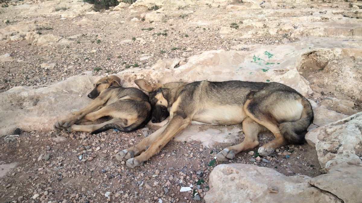 Earlier this year I worked on free ranging dogs in Morocco as a research assistant with <a href="/DomLabVienna/">Domestication Lab Vienna</a> and it has been a blast! Can't wait to see the results on the data we've been collecting 🦴🇲🇦

#dogs #siblings #Morocco #ethology