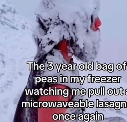 RespectfulMemes's tweet photo. https://t.co/JdhwKCLSSD