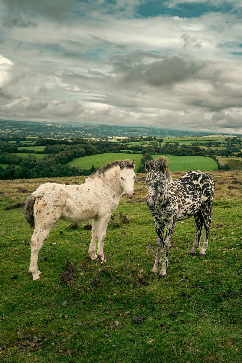acambridgediary's tweet photo. Met these guys on the way home from Wales #BreconBeacons https://t.co/TYiNSTSu5P