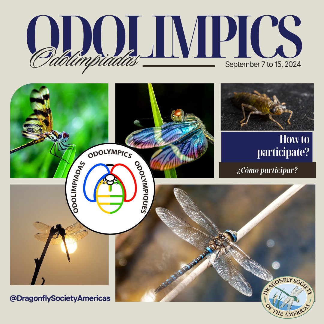 September is here, the odolympics are getting closer every day. Participating is very easy, you just have to register in the OdonataCentral or INaturalist project. #bioblitz #Entomology