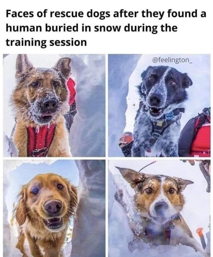 Dalbodog's tweet photo. Heroes! https://t.co/YrKjFFW2TM