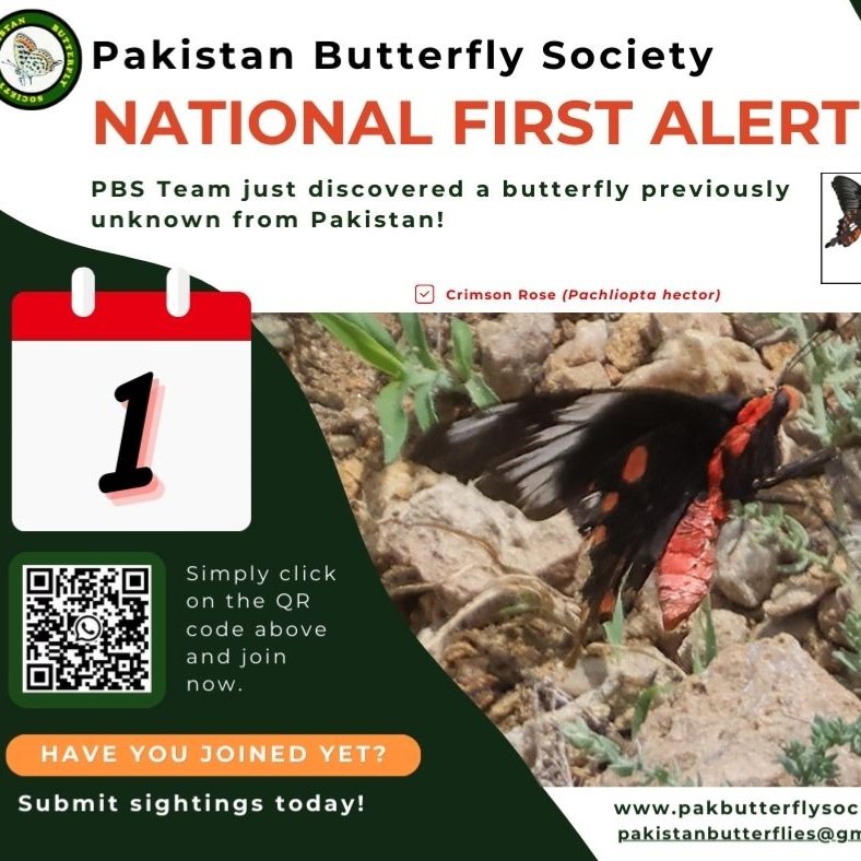 PBS &amp; RI team recorded first ever "Crimson Rose butterfly" of Pakistan from Karachi, on the 1st day of the Big Butterfly Month 2024 Pakistan event.
